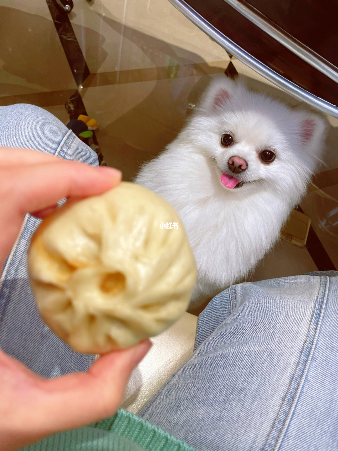 爱拍包子在哪直播_爱拍小包子视频_爱拍小包子上电视