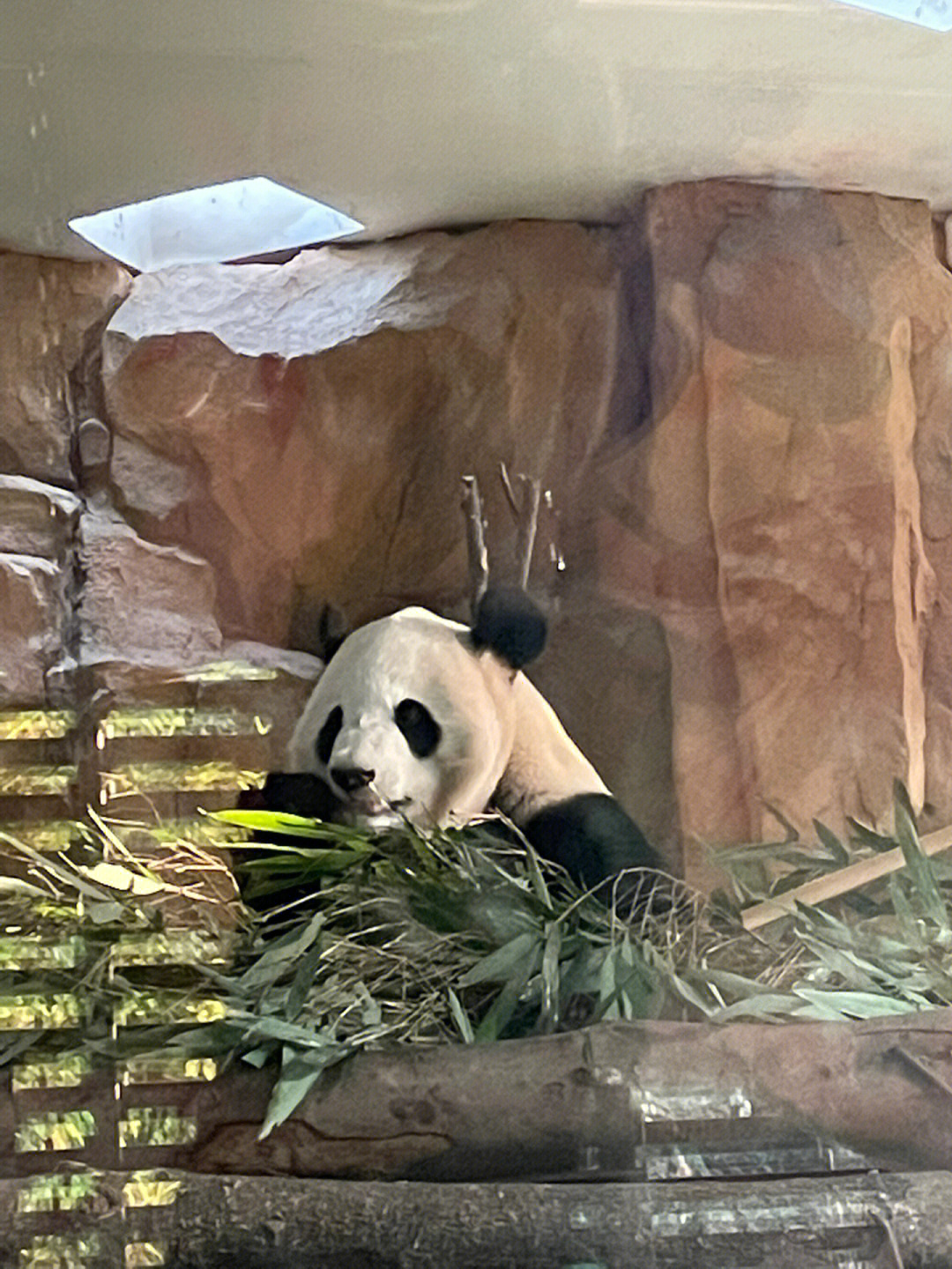 成都动物园在哪个区_成都动物园地铁站是几号线_成都动物园