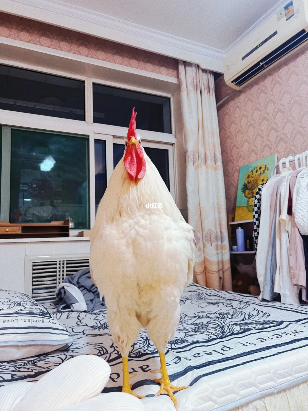 小鸡捉老鹰游戏作文300字_写话的游戏老鹰捉小鸡_老鹰抓小鸡游戏写话