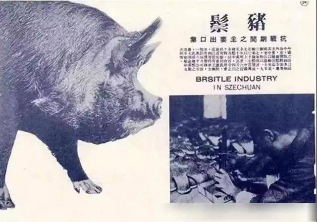 硝烟弥漫的抗战狩猪者