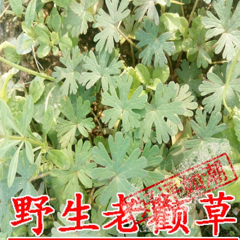 星露谷物语生孩子_星露谷物语生孩子剧情几点触发_星露谷物语生小孩剧情
