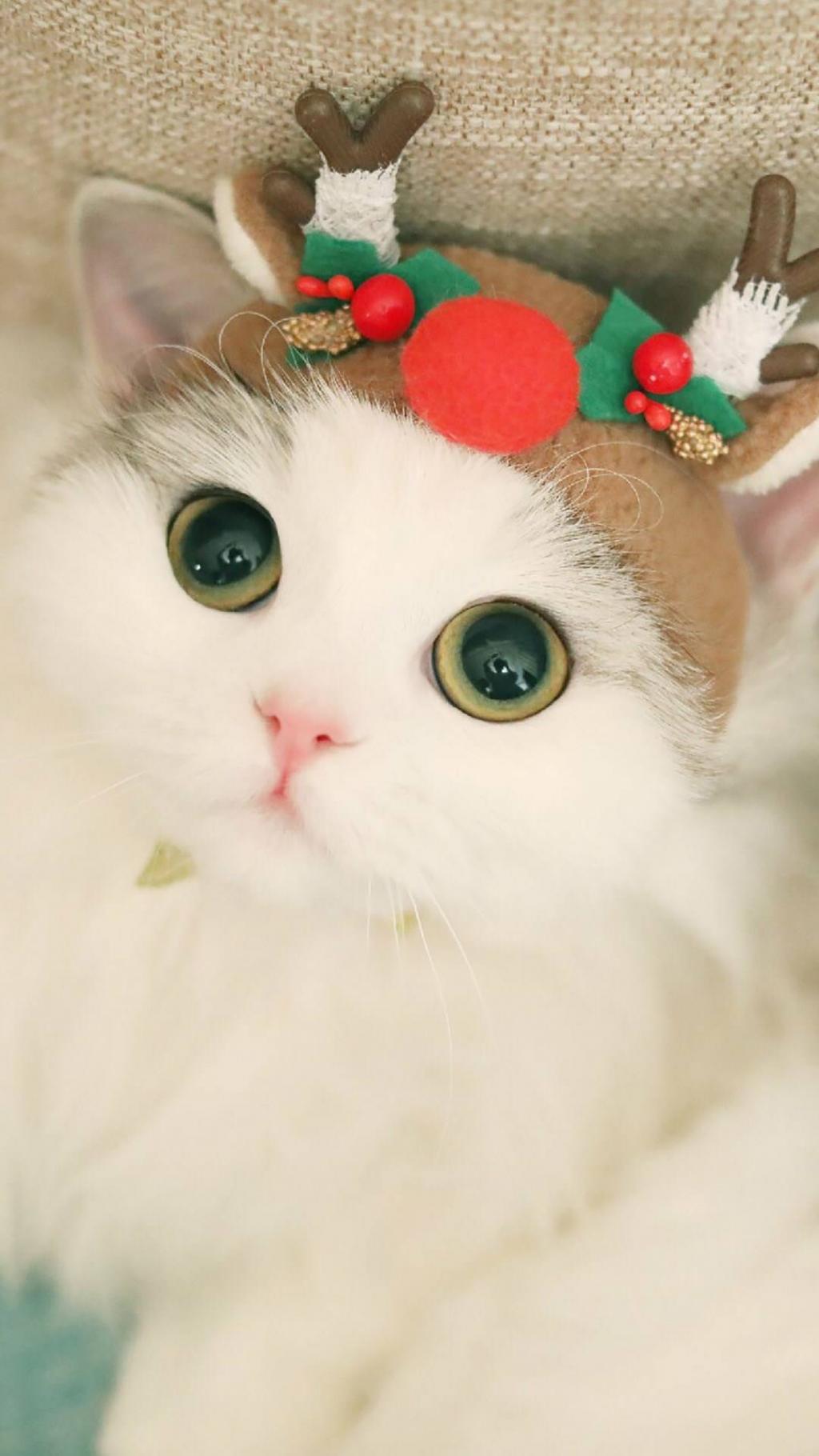 猫社_猫社_猫社