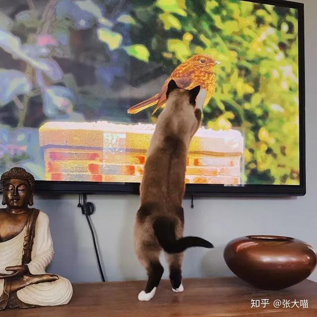 猫咪看片软件下载官方_猫咪看片软件下载官方_猫咪看片软件下载官方