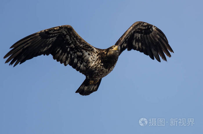 鹰击长空是_鹰击长空1_长空鹰击电影