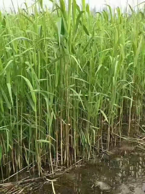 饥荒可以移植芦苇的mod名字_饥荒芦苇怎么移植_移植芦苇饥荒怎么办