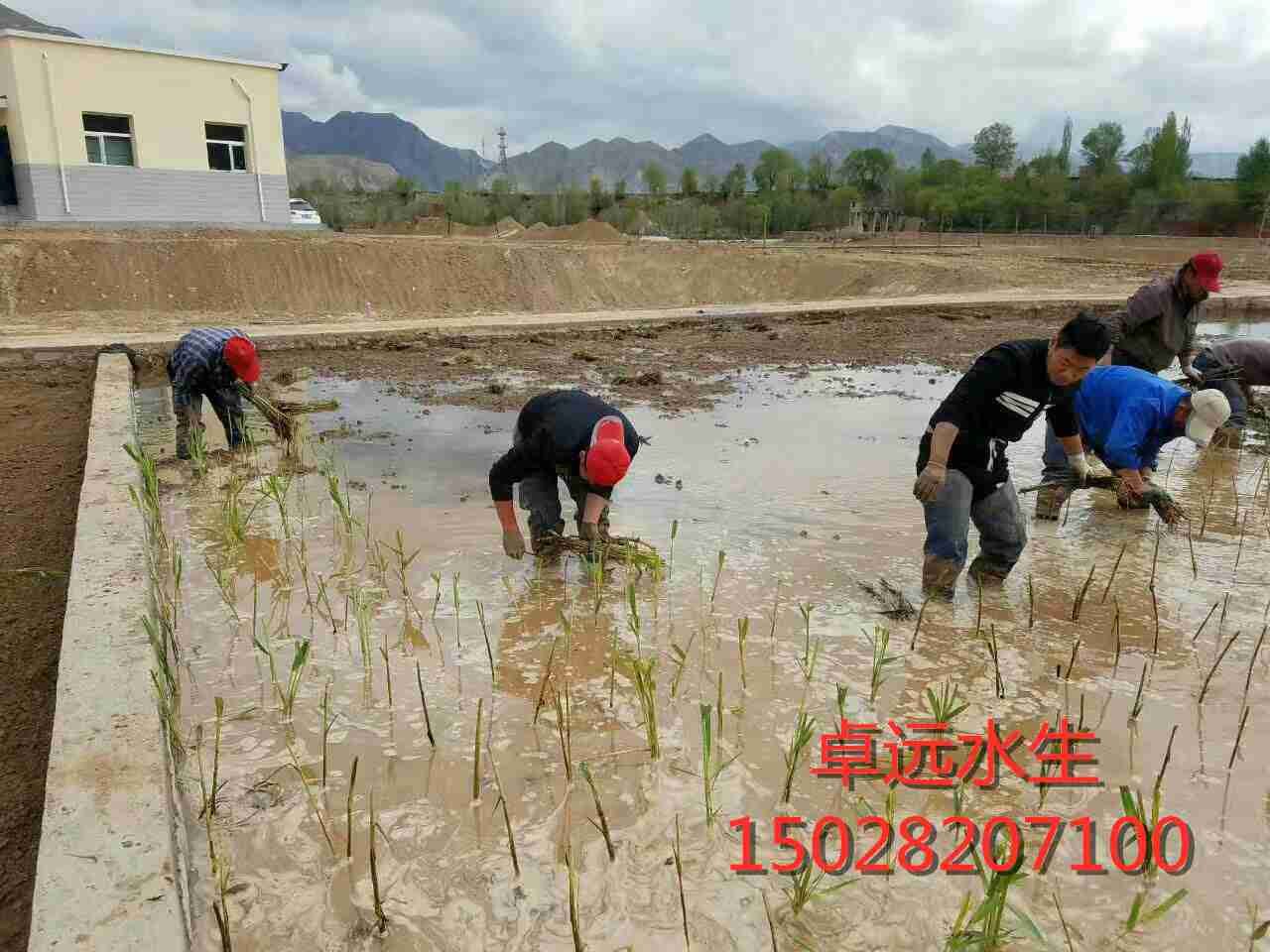 饥荒可以移植芦苇的mod名字_移植芦苇饥荒怎么办_饥荒芦苇怎么移植