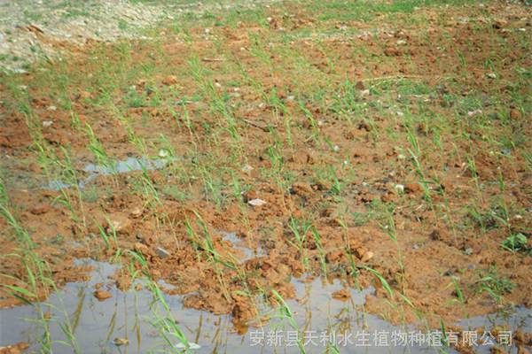 移植芦苇饥荒怎么办_饥荒芦苇怎么移植_饥荒可以移植芦苇的mod名字