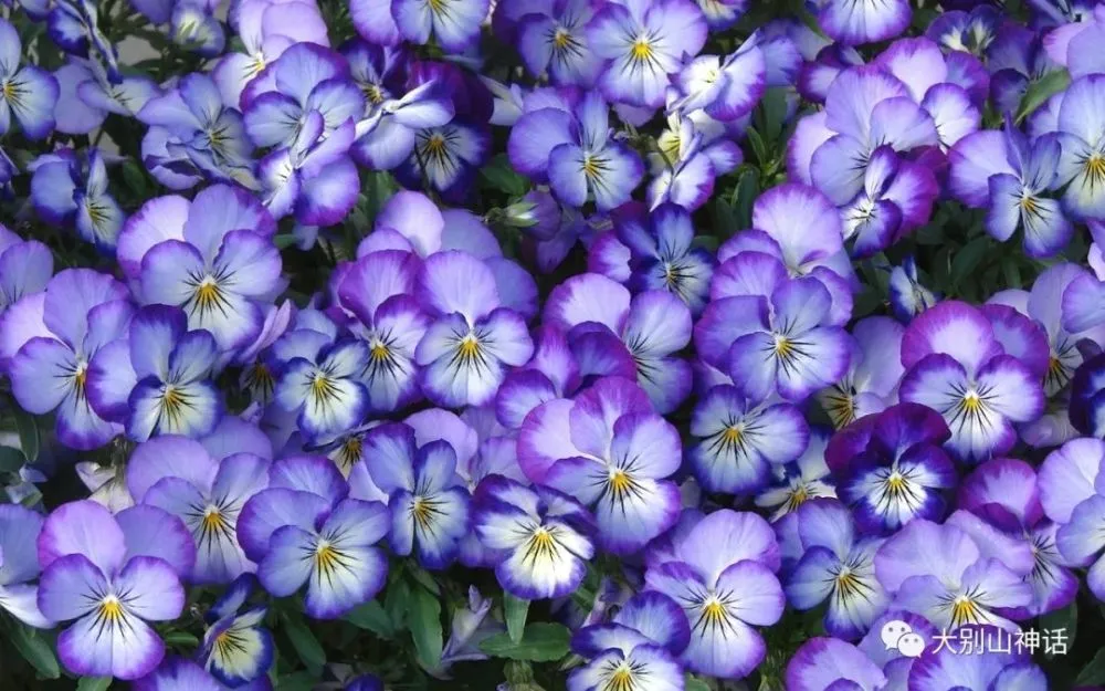 花宗_宗花花_宗花的营养与功效