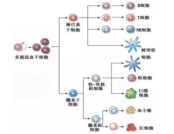晶化骨髓具体位置_晶化骨髓长啥样_晶化骨髓