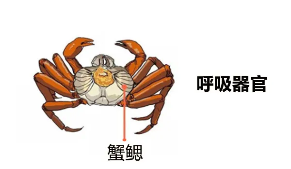 螃蟹鳃长在哪个部位_螃蟹的鳃长哪里_螃蟹鳃长在哪里