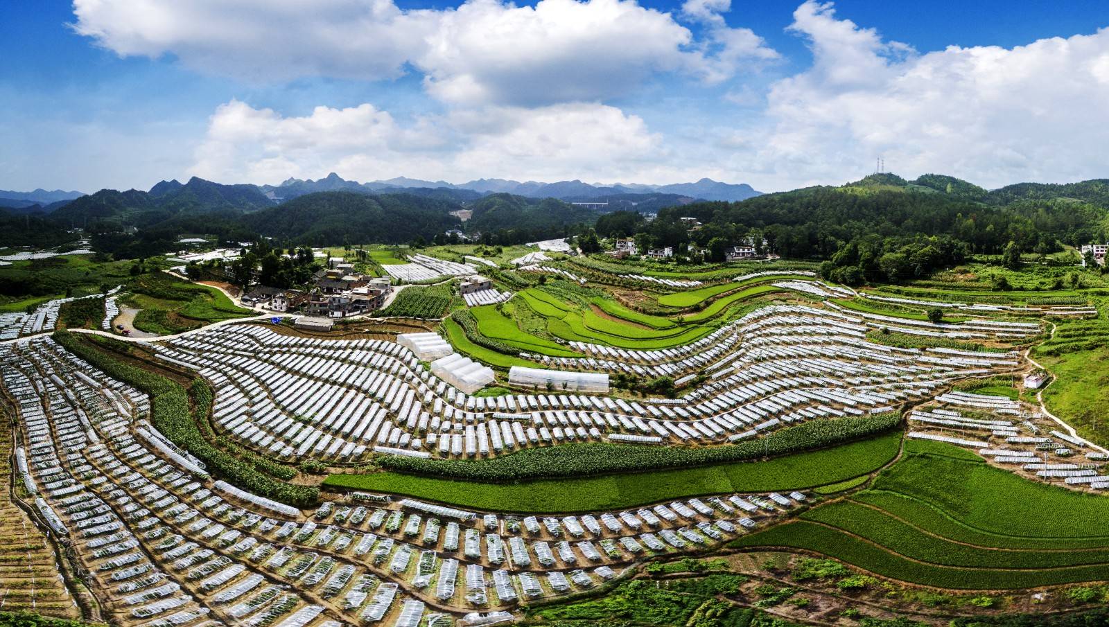 马里尼_马里尼亚诺战役日本_马里尼亚诺