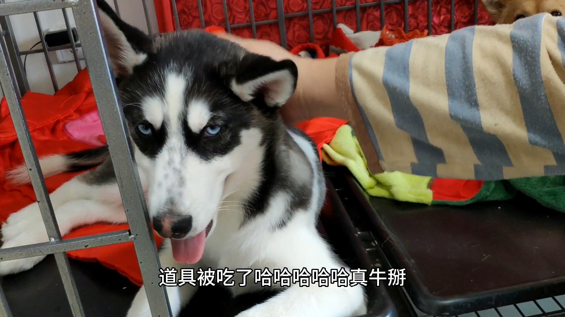 九一视频免费看_九一视频免费看_九一视频免费看