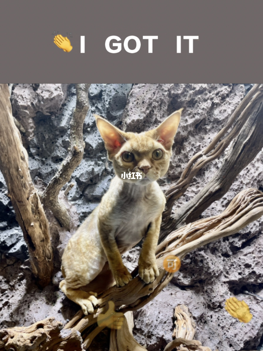 猫记录世界纪录你网站_快猫记录世界_猫记录世界纪录你