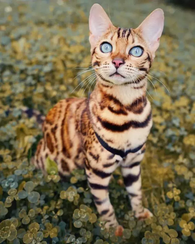 快猫记录世界_猫记录世界纪录你_猫记录世界纪录你网站