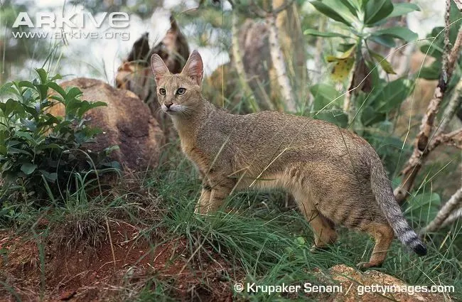 猫记录世界纪录你网站_快猫记录世界_猫记录世界纪录你