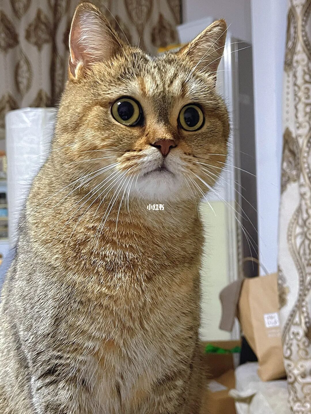 快喵vpv_快喵vpv_快喵vpv