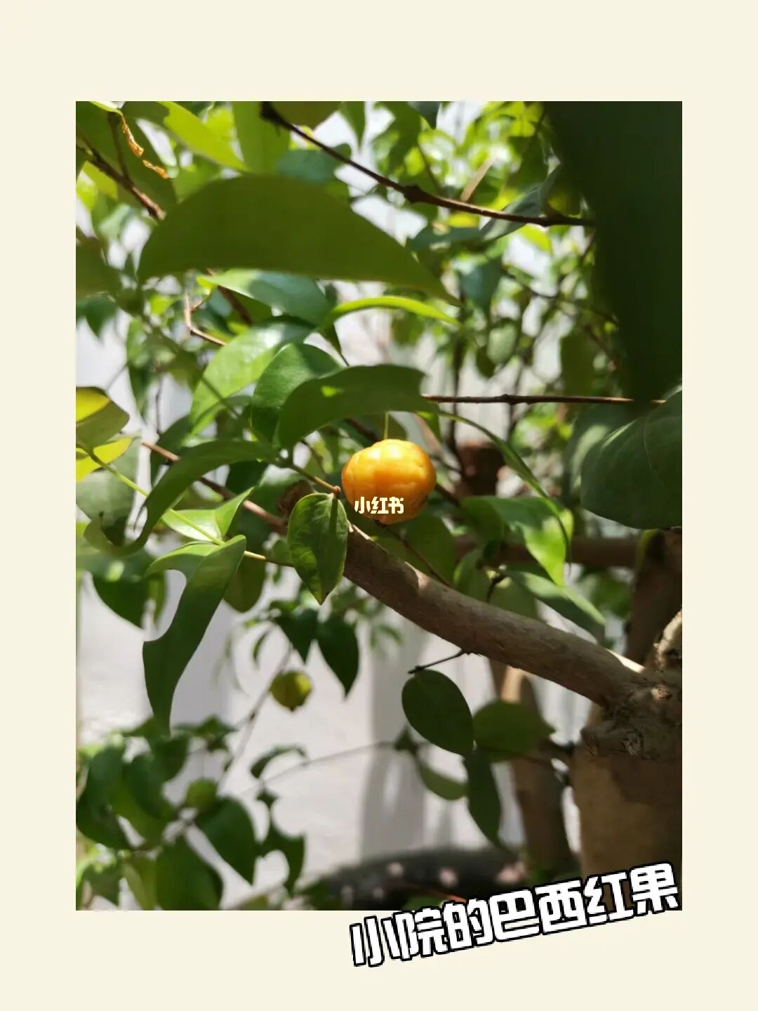 木守宫进化_木守宫进化_木守宫进化