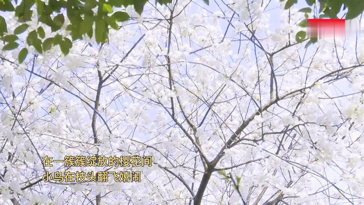 樱桃视频视频在线看免费观看_樱桃视频视频在线看免费观看_樱桃视频视频在线看免费观看