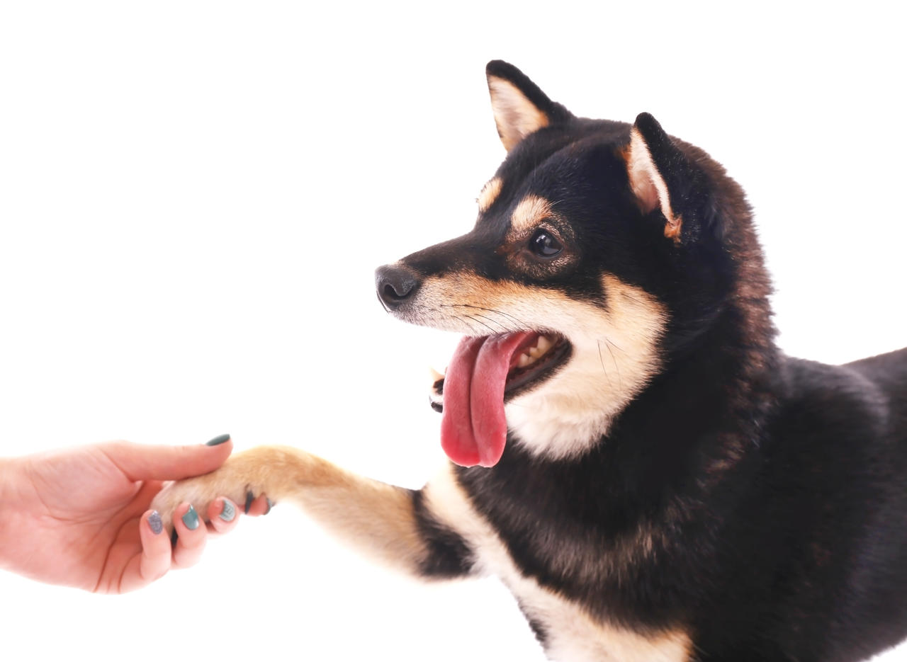 怪物碰碰胡_碰碰狗_狗碰碰一下就怕得狂犬病
