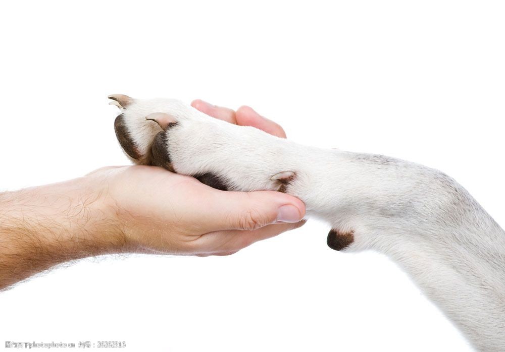狗碰碰一下就怕得狂犬病_怪物碰碰胡_碰碰狗