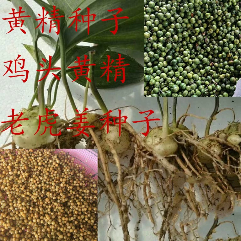 黄色精东_黄色精东_黄色精东