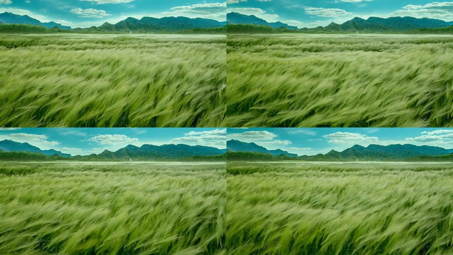 夏天的风叫什么风?_夏天的风怎么称呼_夏天的风叫啥风