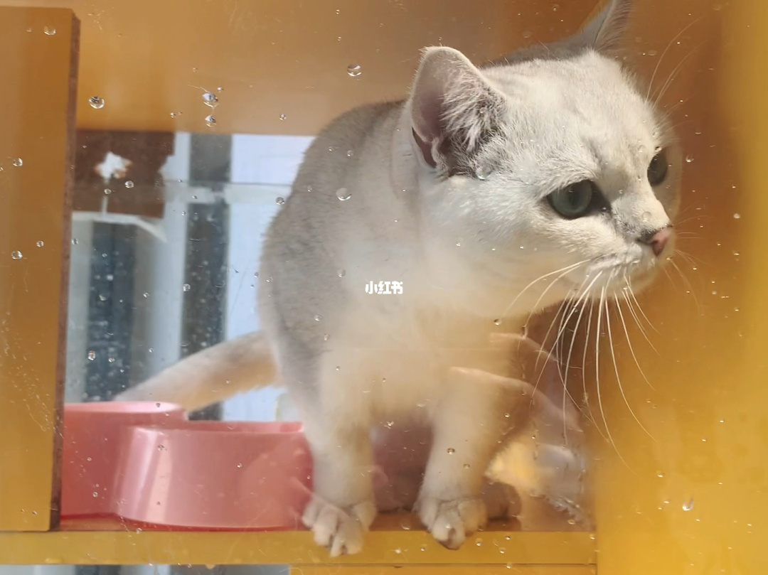 海尔官网商城官网app_进入乐视生态app点击红包_猫咪app官网入口点击进入
