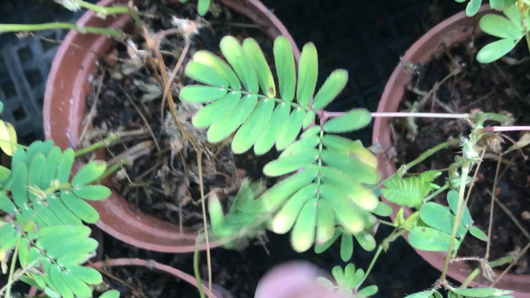 含羞草实验研所_含羞草资料_含羞草科研实验