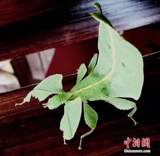 伪物生存指南：伪装合作创新，如何在伪劣产品丛林中立足？