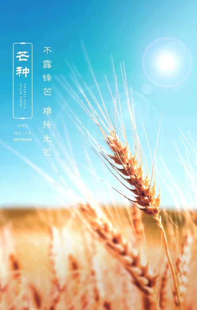 芒种指的是_芒种是什么意思_芒种的意思是