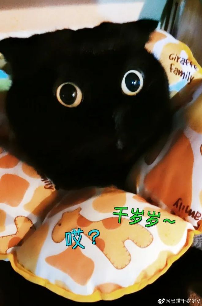 猫国物语的英文名_奇猫国_猫国物语txt