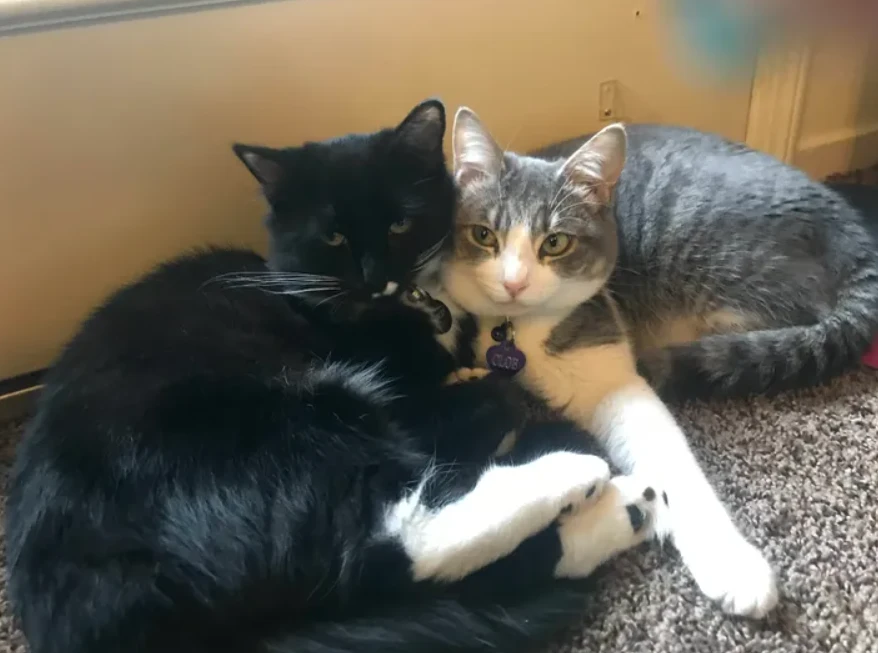 猫的品种_她和她的猫_她和她的猫