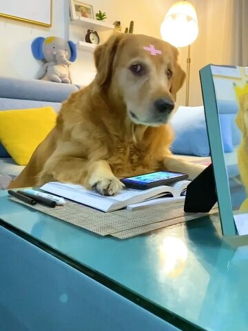 《狗狗》游戏_狗狗下载_狗狗下载游戏手机