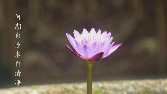 成佛手机游戏有哪些_成佛手机游戏_成佛手机游戏推荐