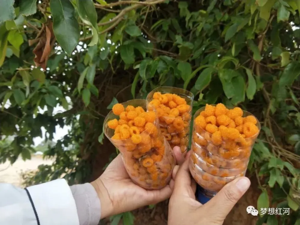 越橘叶黄素和蓝莓叶黄素哪个好_越橘_越橘的功效与作用