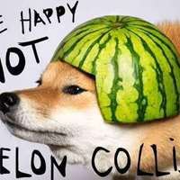 柴犬抱黑鲨游戏手机头像，点亮游戏生活的一抹亮色