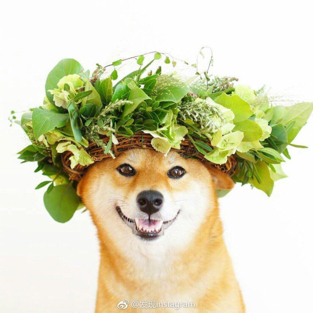 头像抱狗_抱柴犬头像男_柴犬抱黑鲨游戏手机头像