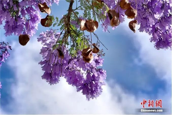春分开什么花_在春分开的花有哪些_你说分开就分开