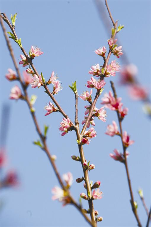 春分开什么花_你说分开就分开_在春分开的花有哪些