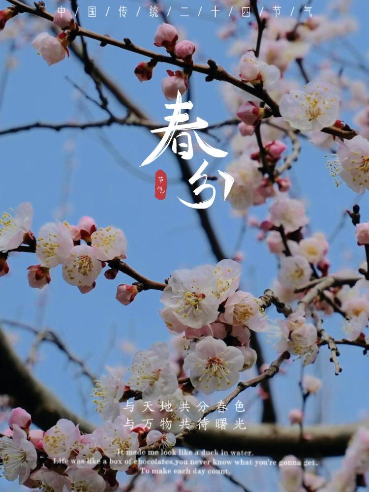 春分开什么花_在春分开的花有哪些_你说分开就分开